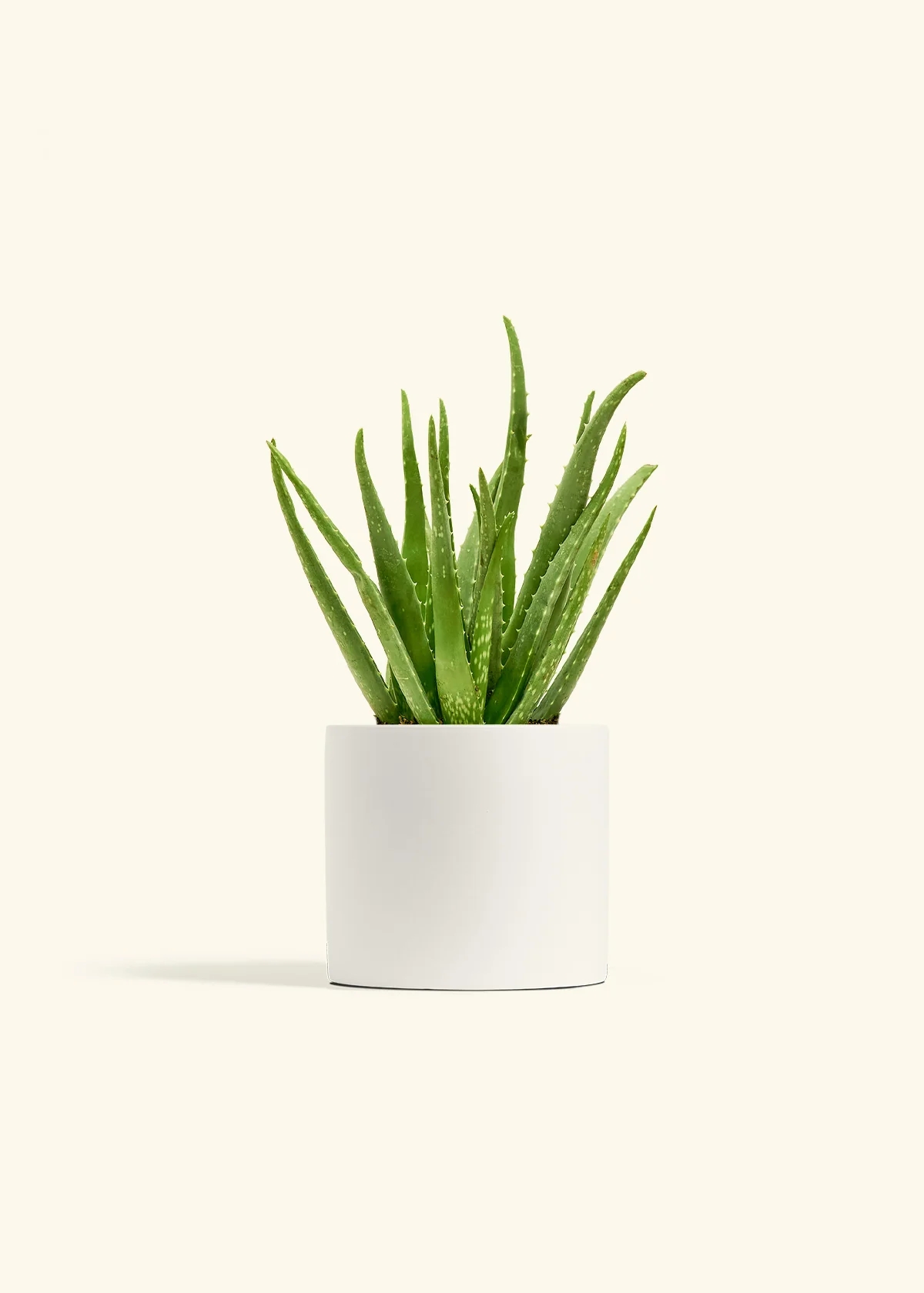 Aloe Vera, Medium - Image 4
