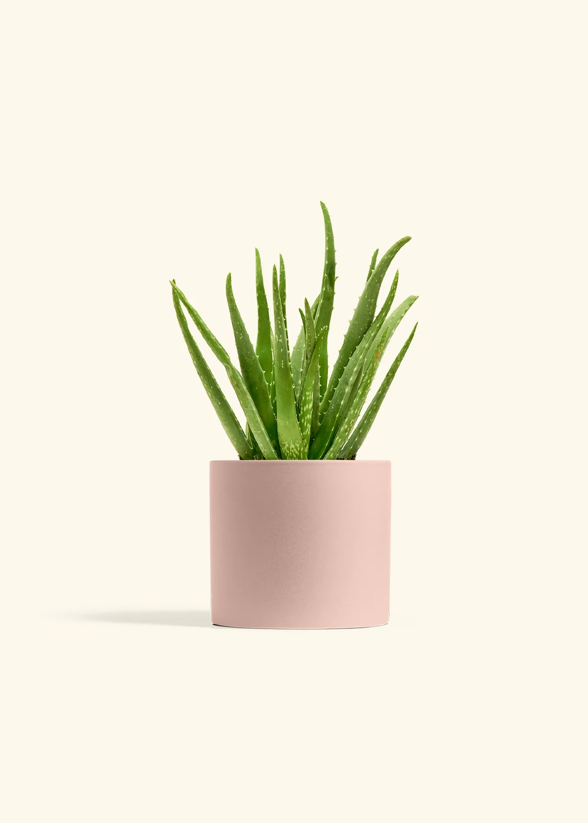 Aloe Vera, Medium - Image 5