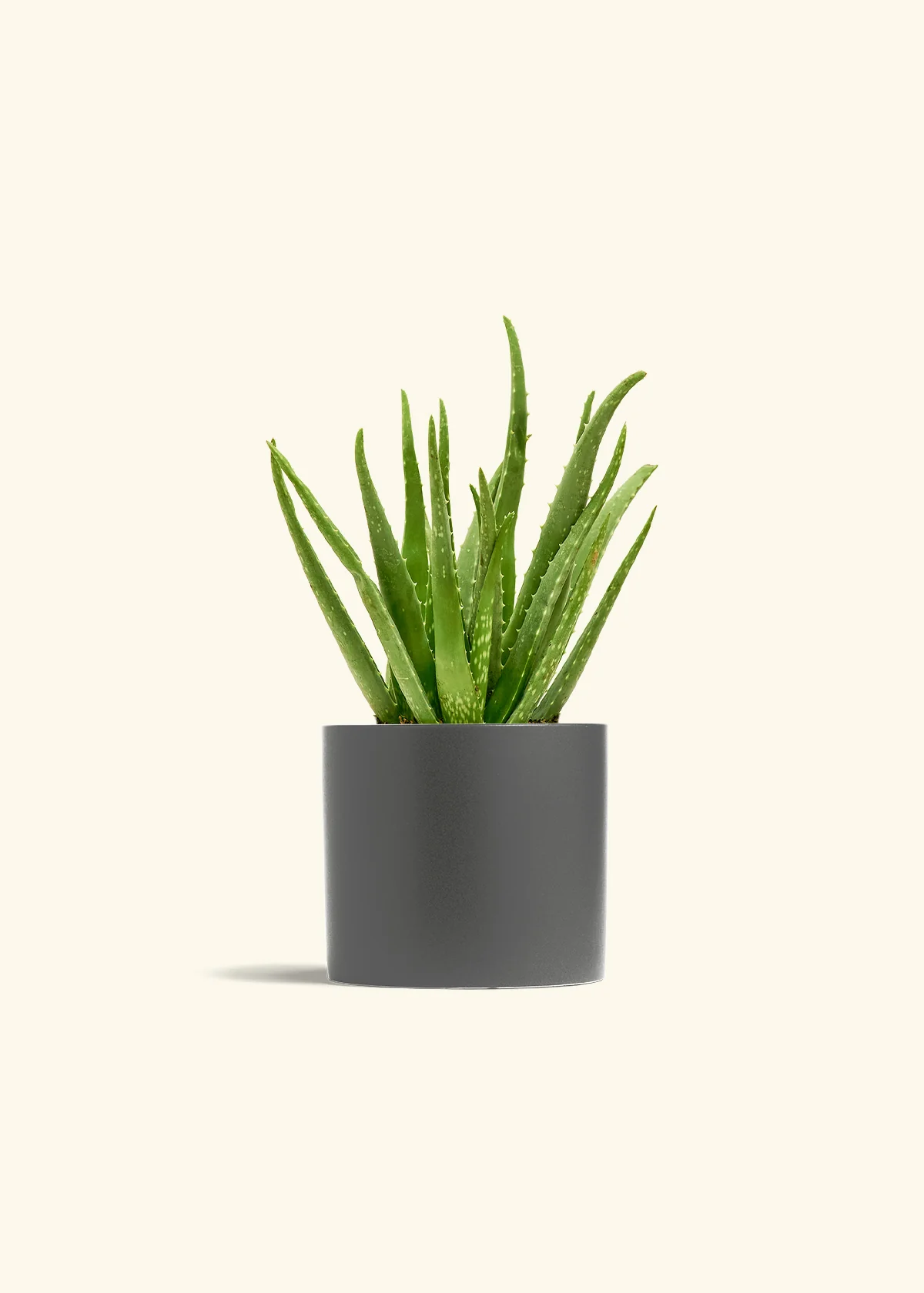 Aloe Vera, Medium - Image 6