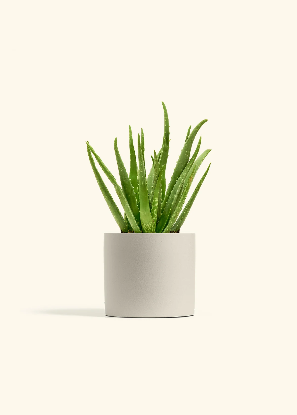 Aloe Vera, Medium - Image 7