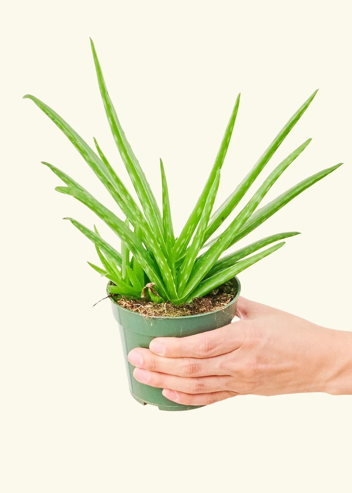 Aloe Vera, Small - Image 3