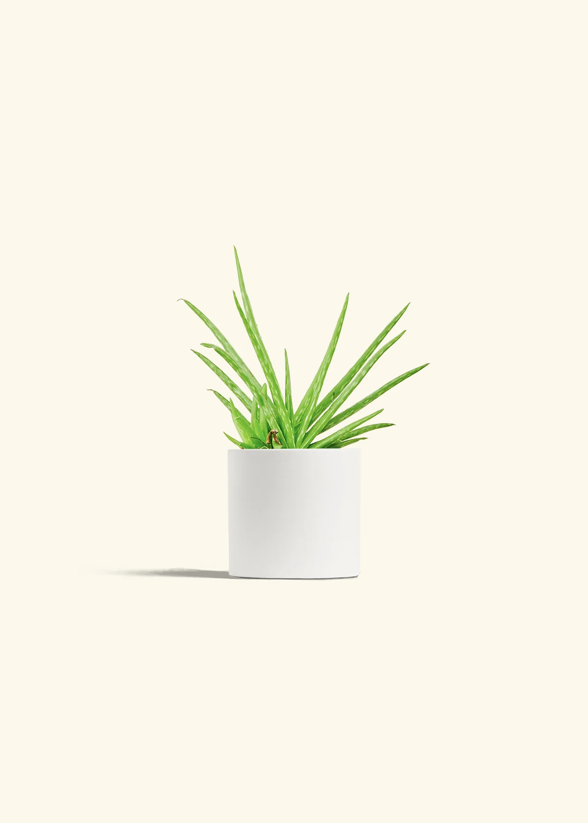 Aloe Vera, Small - Image 4