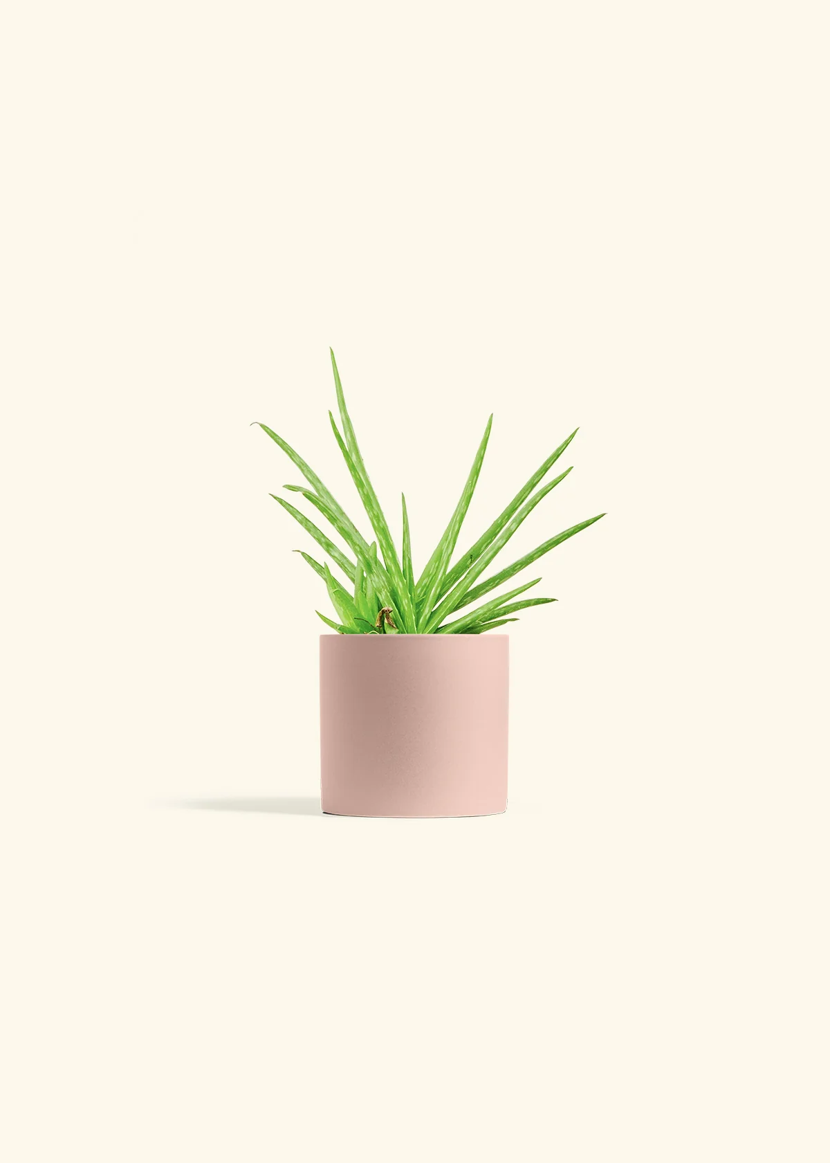Aloe Vera, Small - Image 5