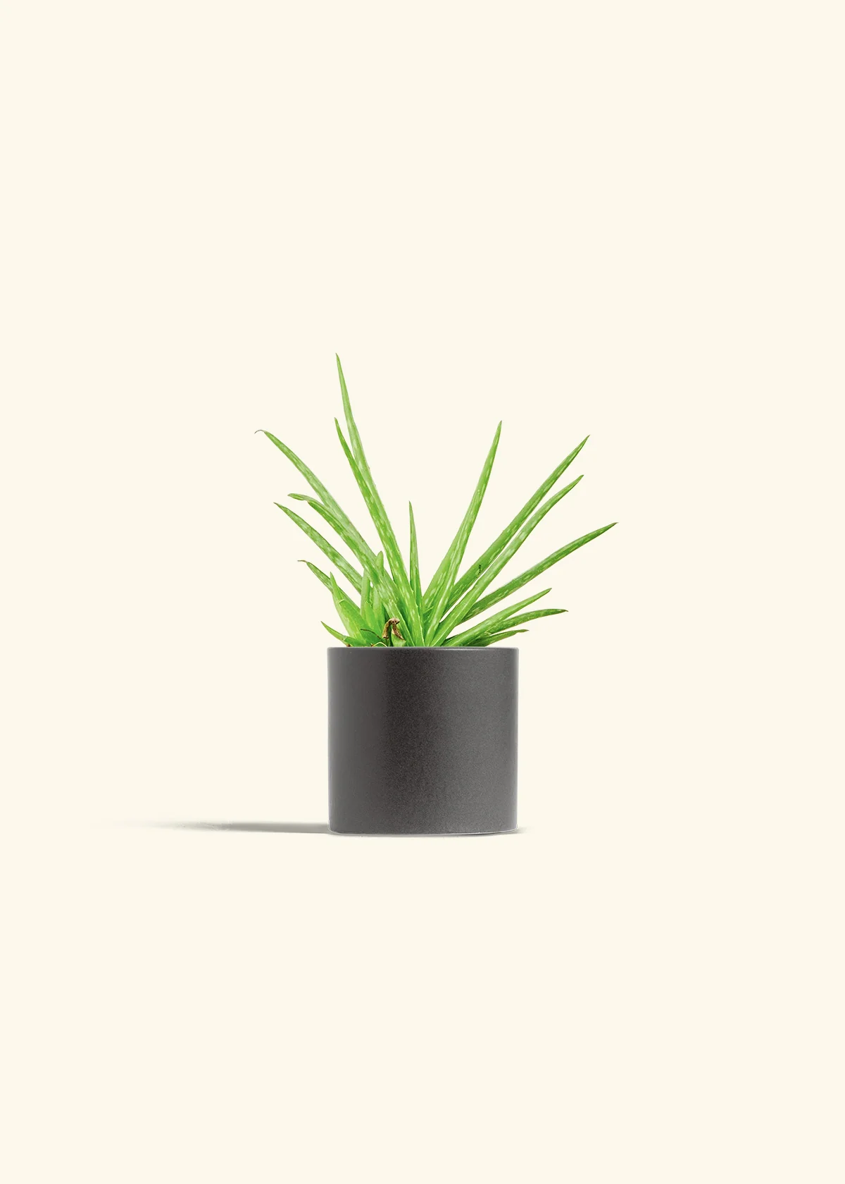 Aloe Vera, Small - Image 6