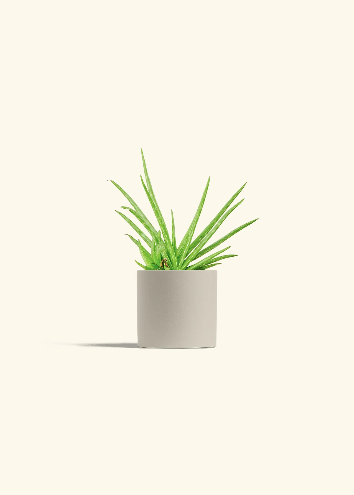 Aloe Vera, Small - Image 7