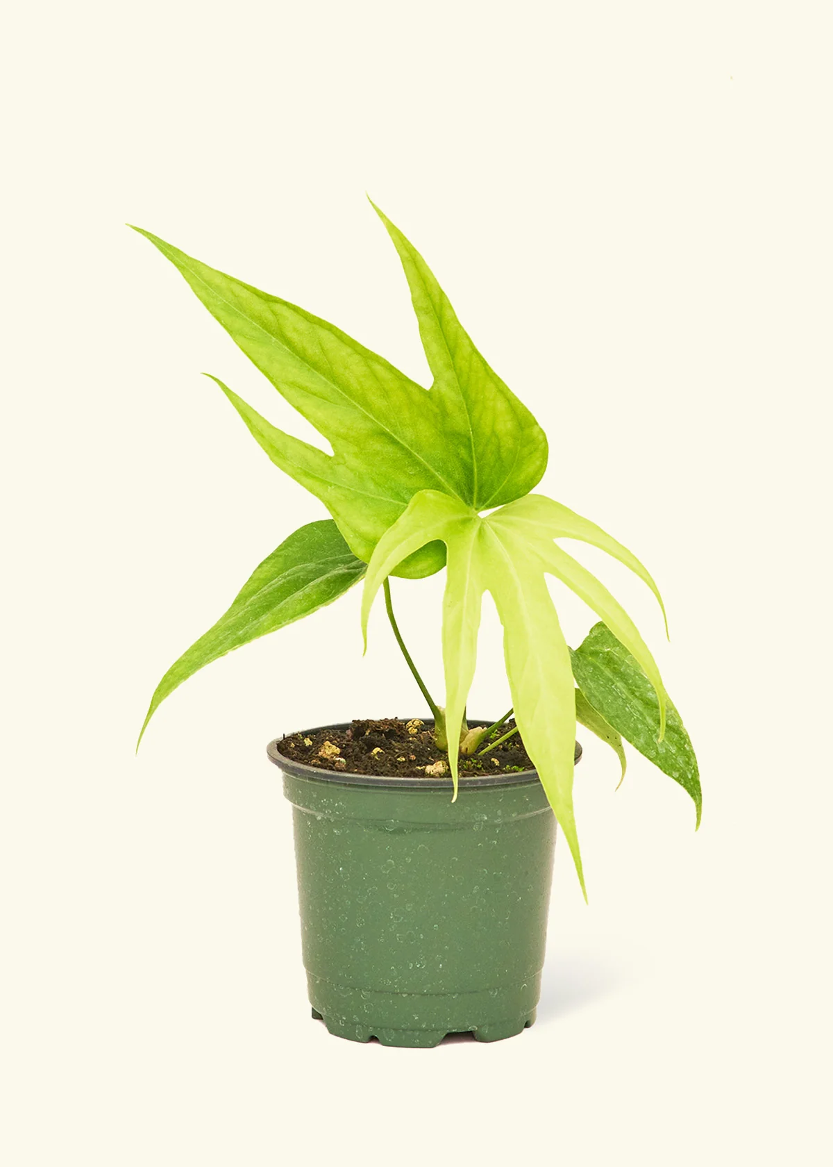 Anthurium 'Fingers', Small