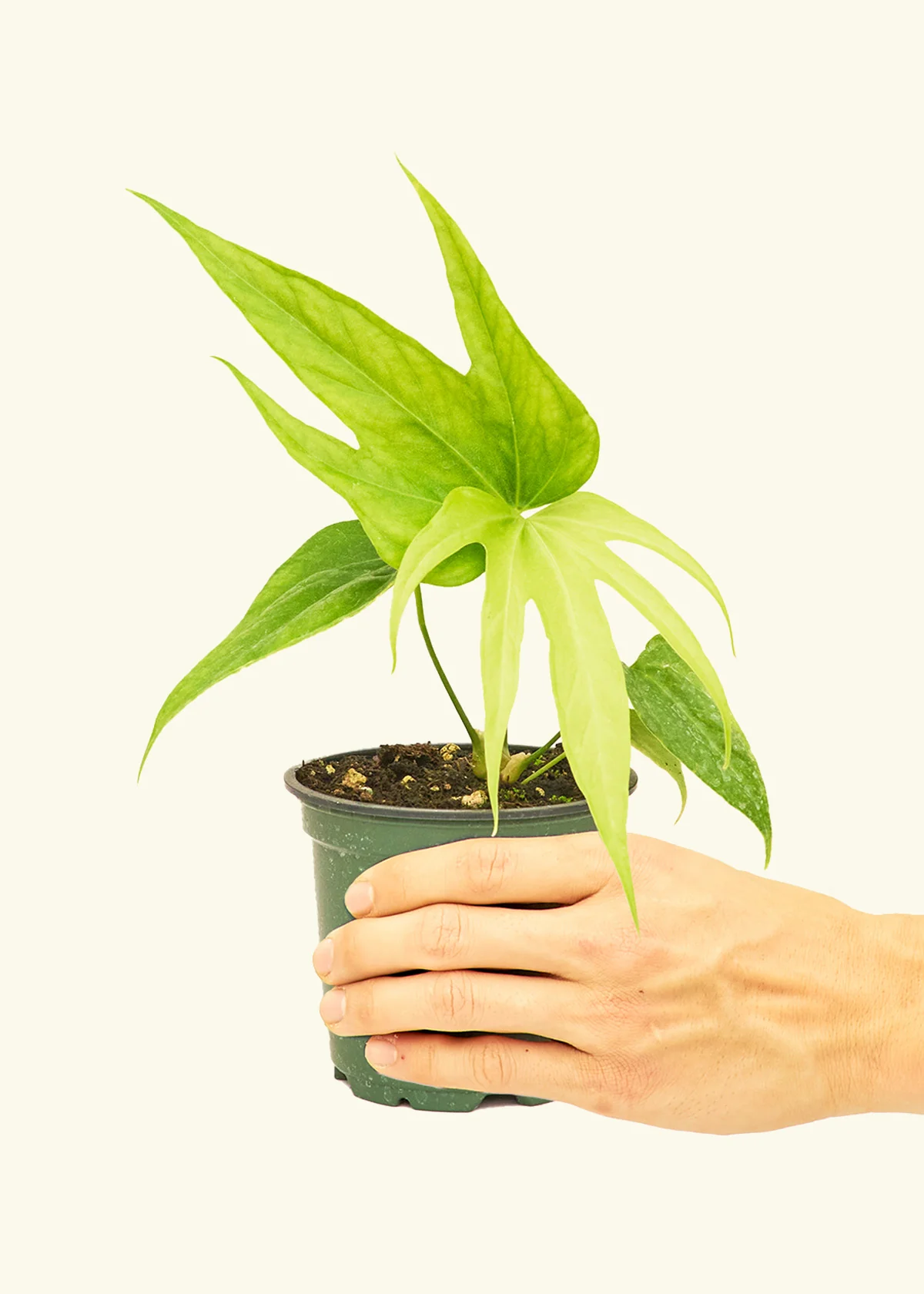 Anthurium 'Fingers', Small - Image 2