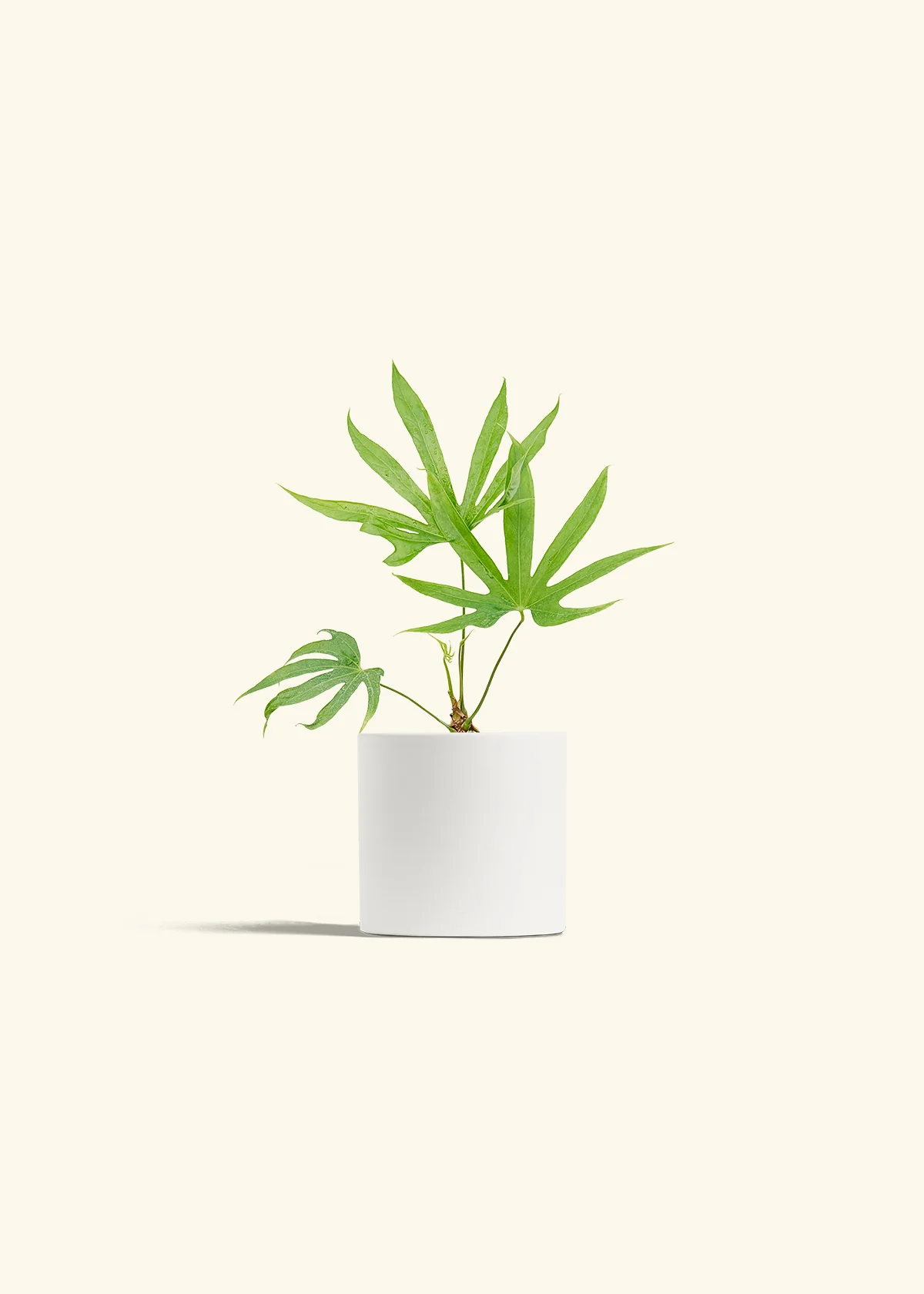 Anthurium 'Fingers', Small - Image 20