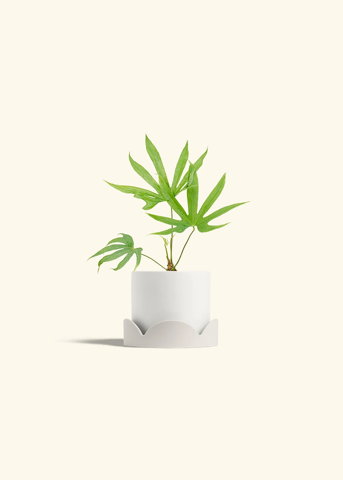 Anthurium 'Fingers', Small - Image 22