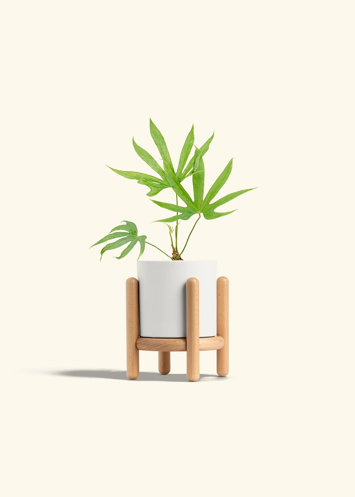 Anthurium 'Fingers', Small - Image 23