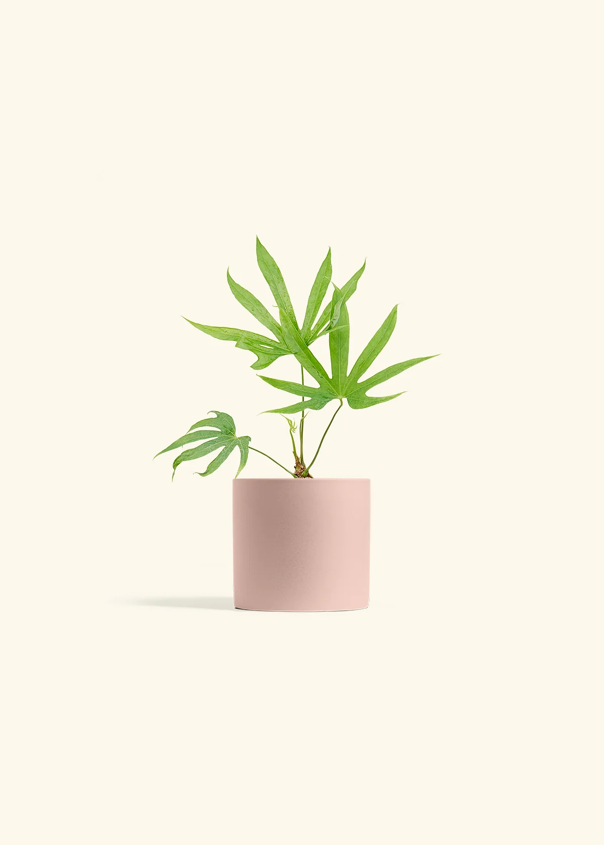 Anthurium 'Fingers', Small - Image 24