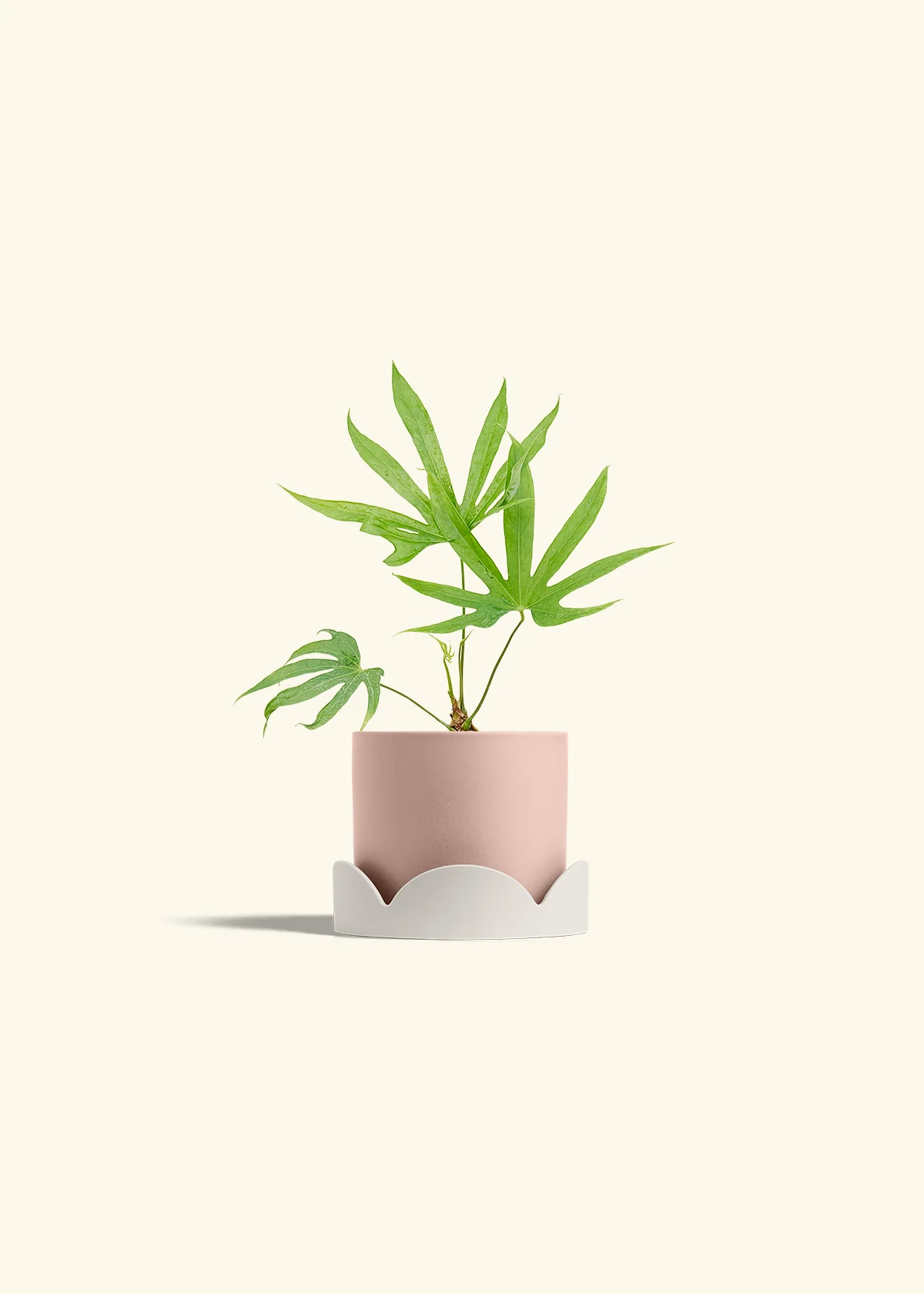 Anthurium 'Fingers', Small - Image 26