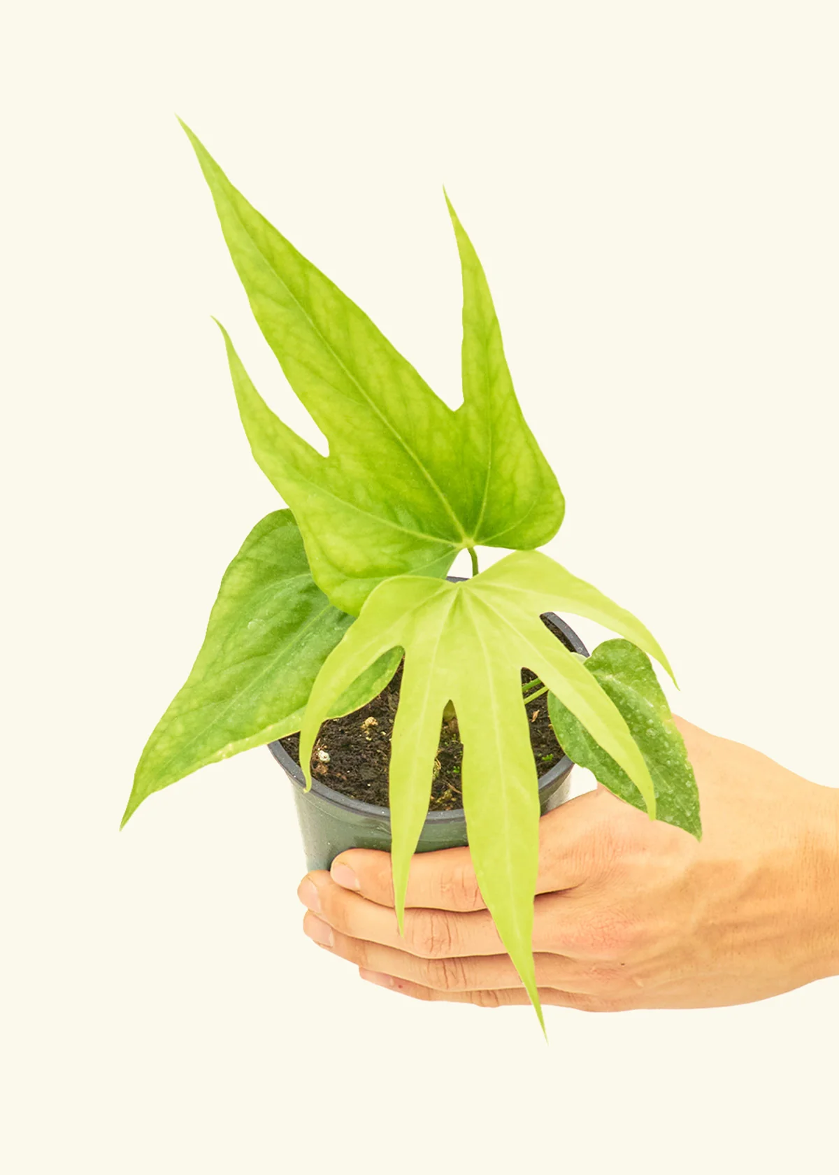 Anthurium 'Fingers', Small - Image 3