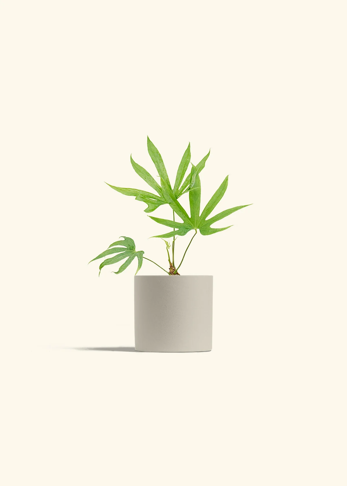 Anthurium 'Fingers', Small - Image 32