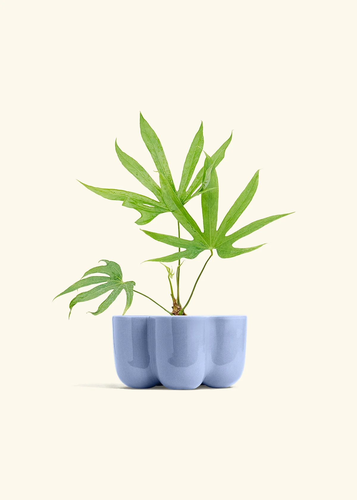 Anthurium 'Fingers', Small - Image 37