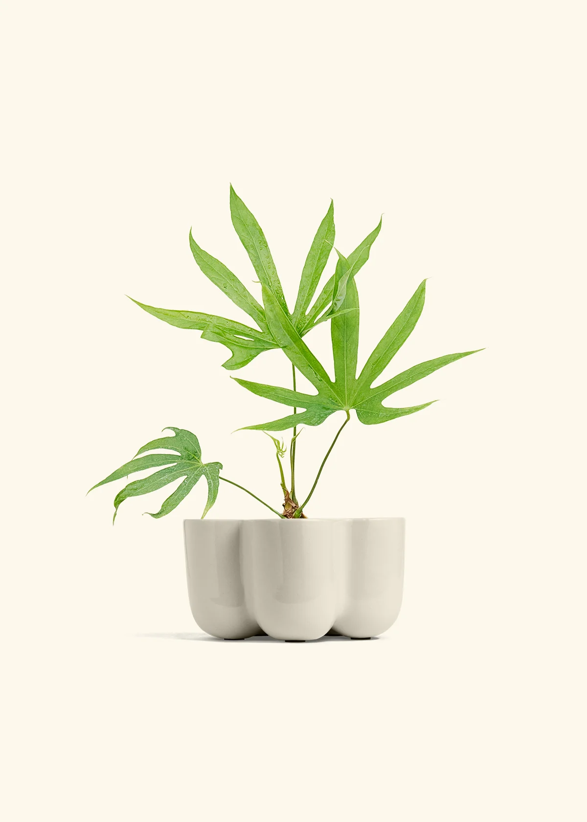 Anthurium 'Fingers', Small - Image 38