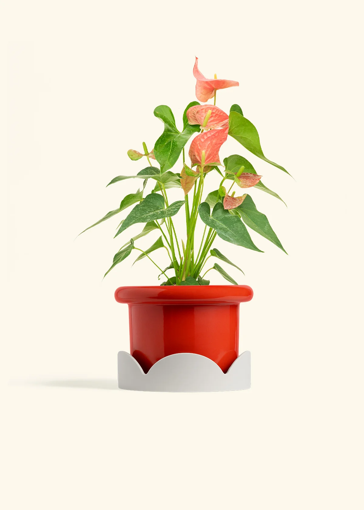 Anthurium 'Pink Flamingo', Medium - Image 14