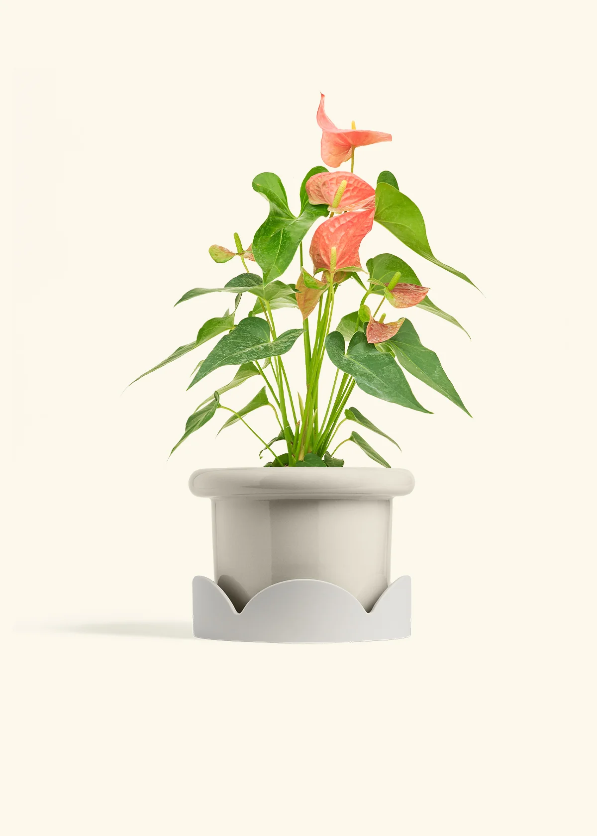 Anthurium 'Pink Flamingo', Medium - Image 16