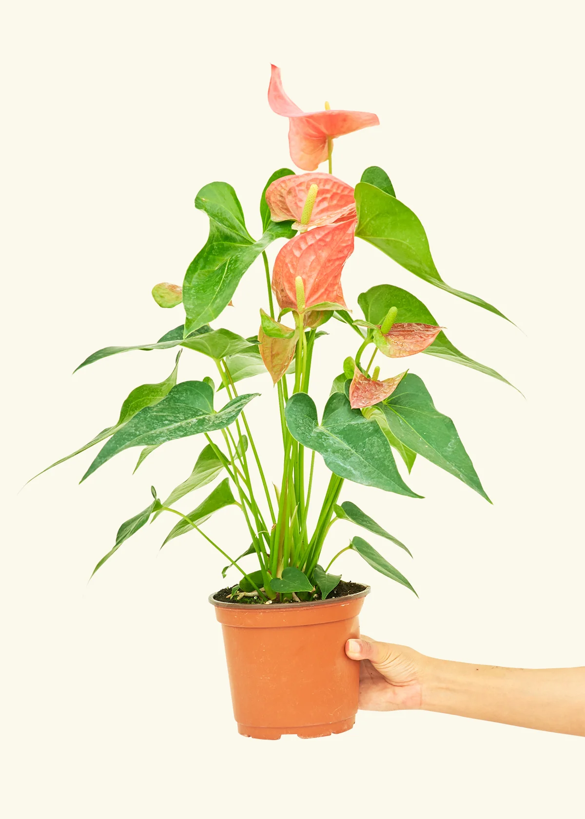 Anthurium 'Pink Flamingo', Medium - Image 2