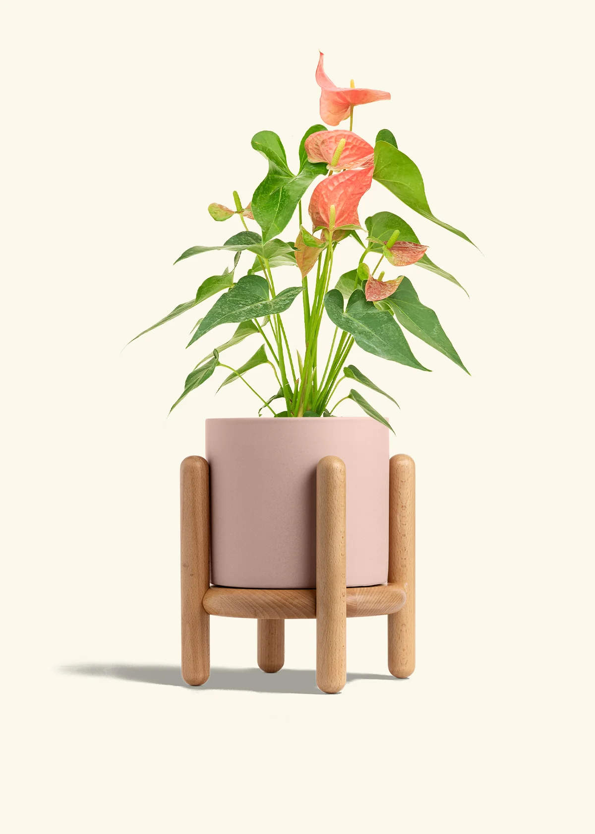 Anthurium 'Pink Flamingo', Medium - Image 27