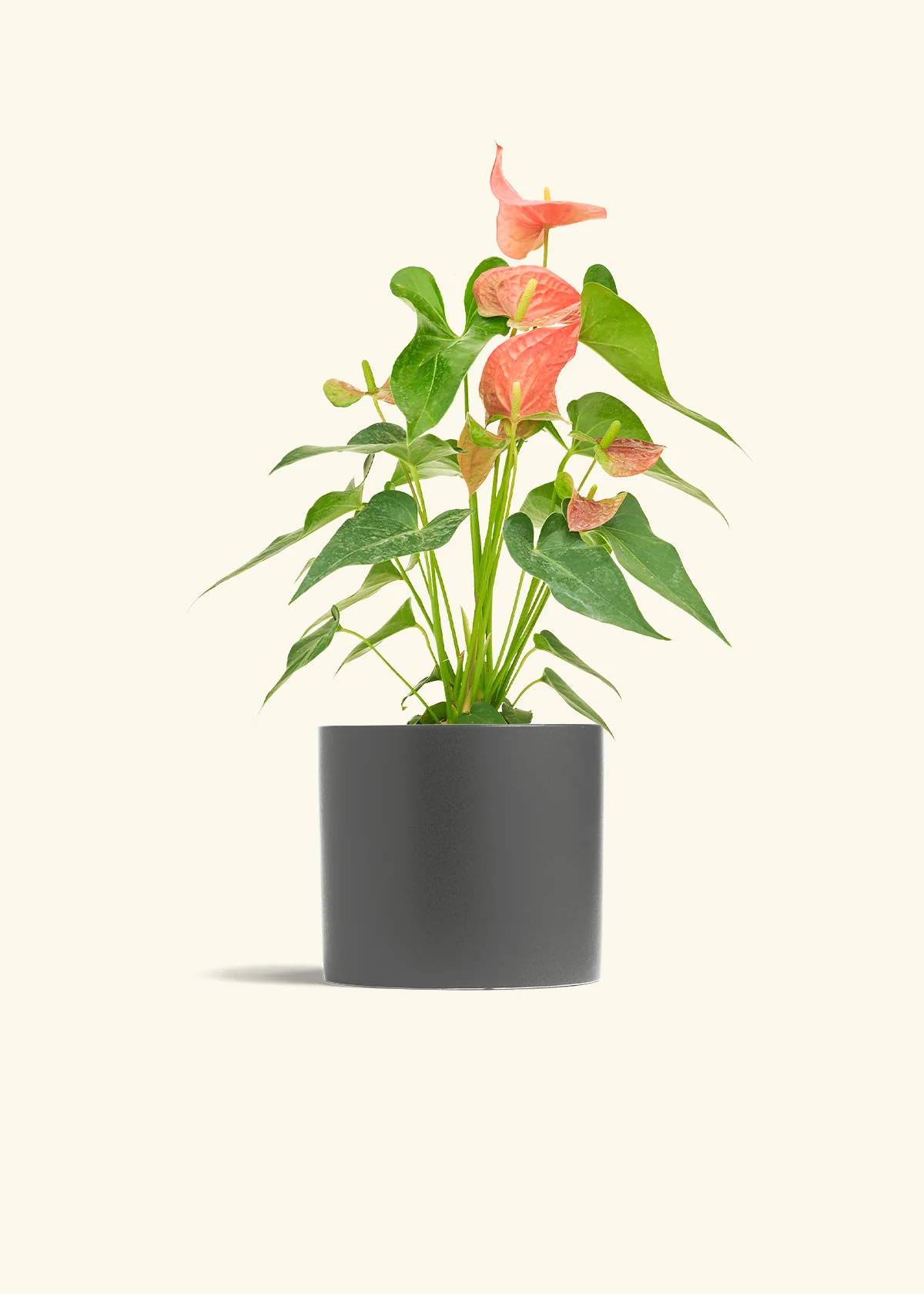 Anthurium 'Pink Flamingo', Medium - Image 28