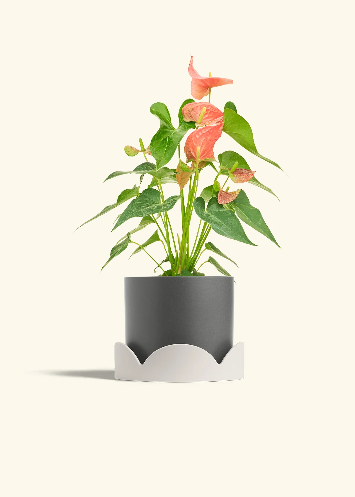 Anthurium 'Pink Flamingo', Medium - Image 30