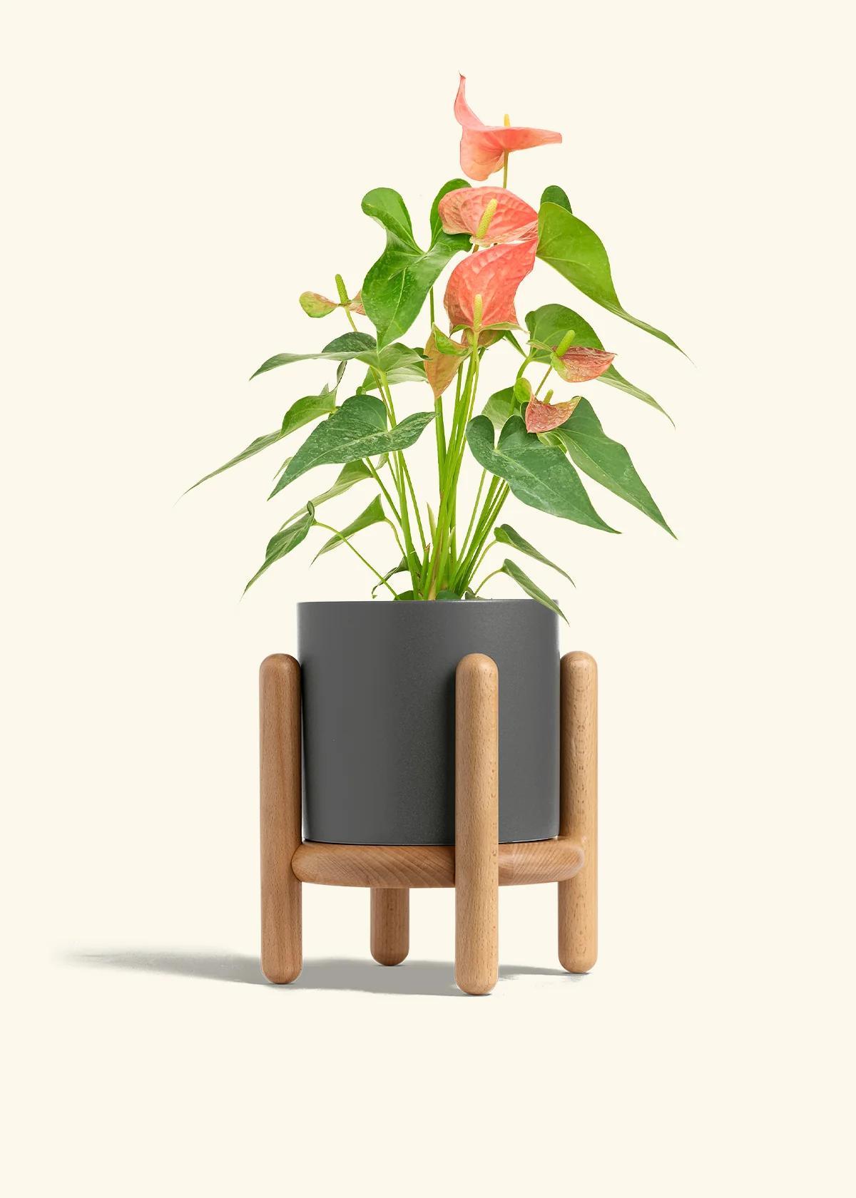 Anthurium 'Pink Flamingo', Medium - Image 31
