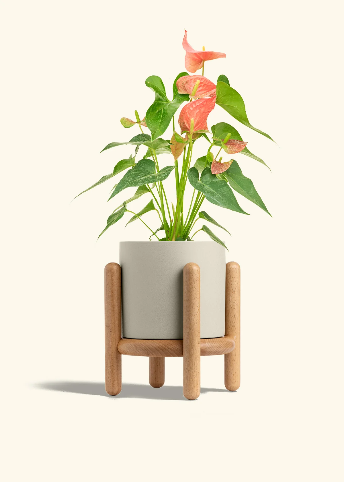 Anthurium 'Pink Flamingo', Medium - Image 35