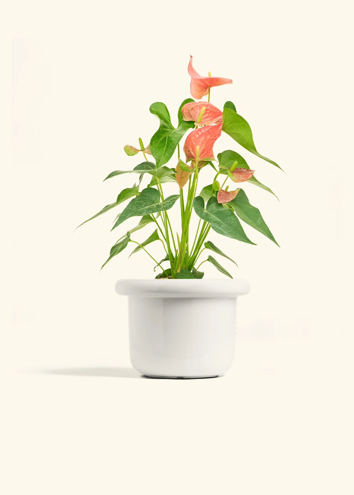 Anthurium 'Pink Flamingo', Medium - Image 4