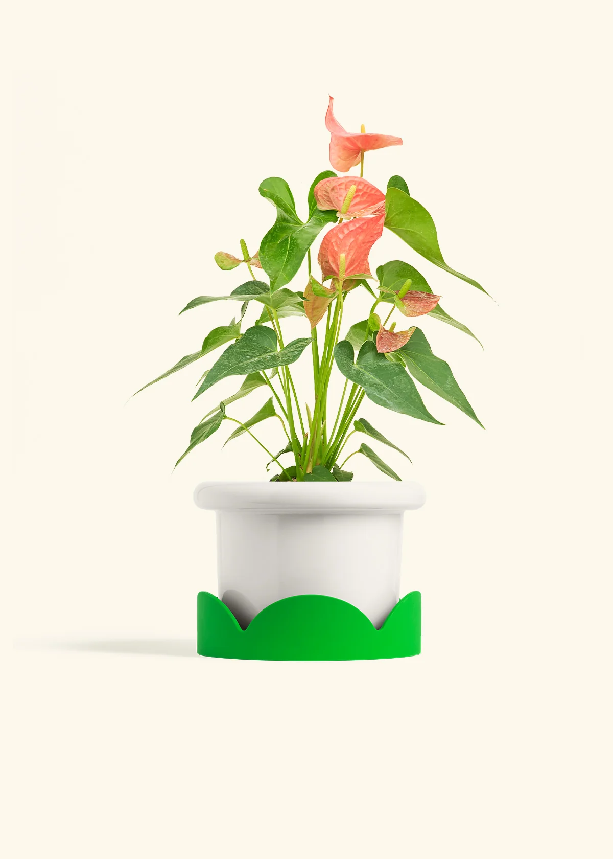 Anthurium 'Pink Flamingo', Medium - Image 5