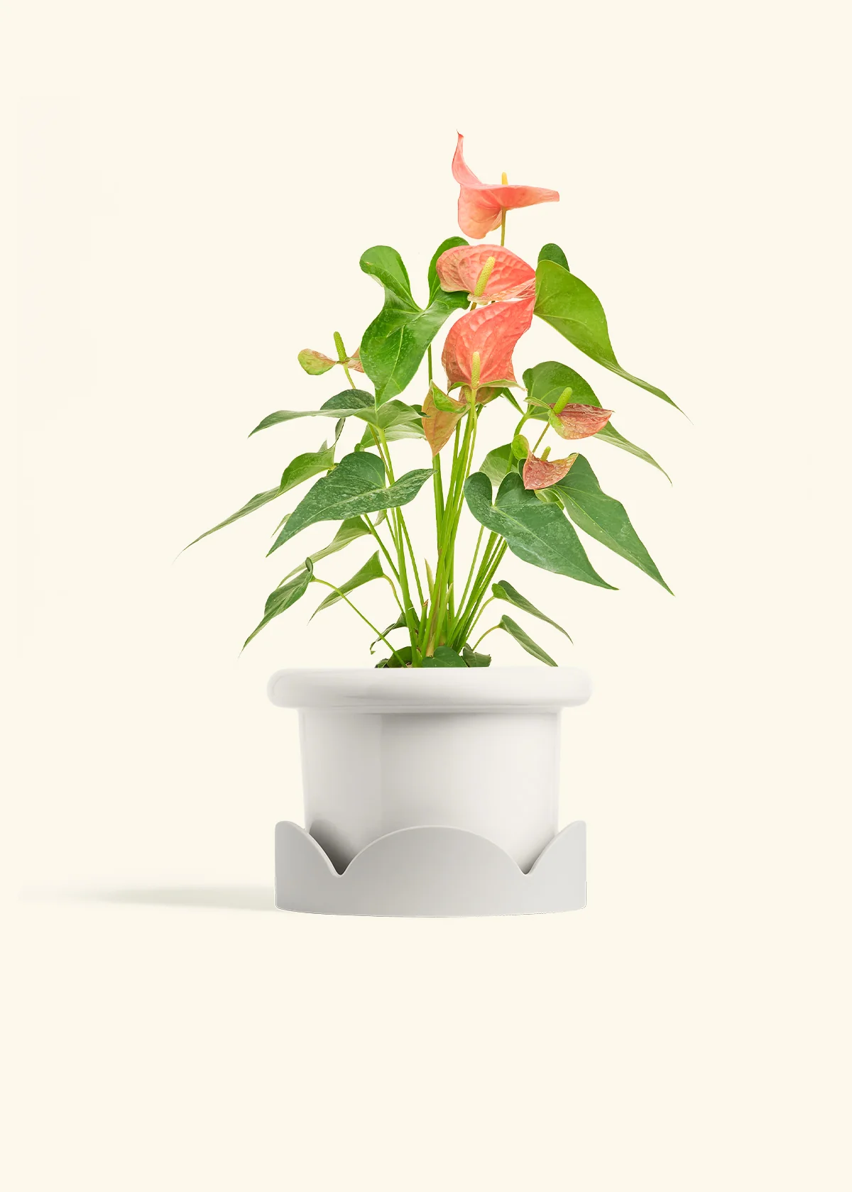 Anthurium 'Pink Flamingo', Medium - Image 6