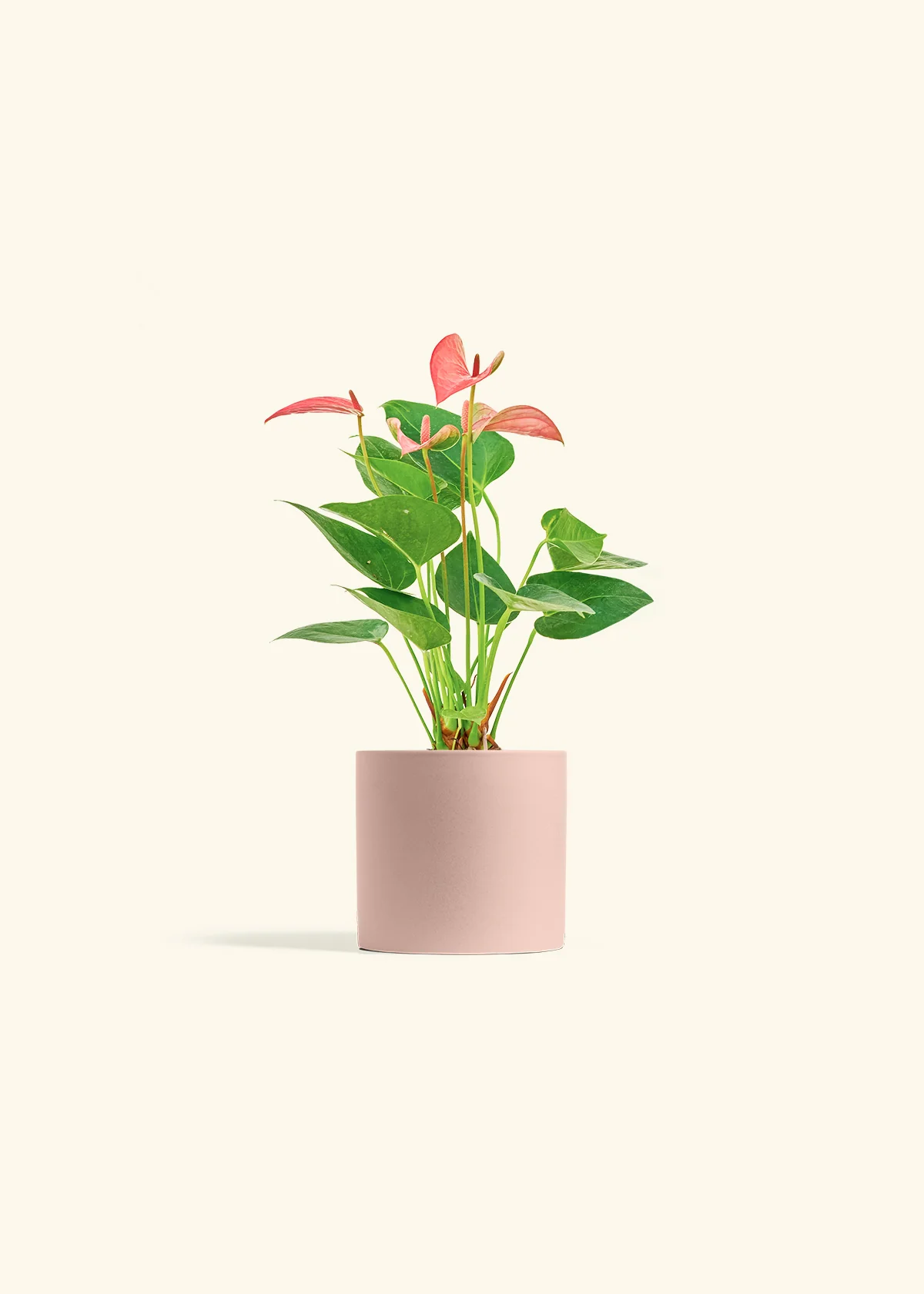 Anthurium 'Pink Flamingo', Small - Image 5
