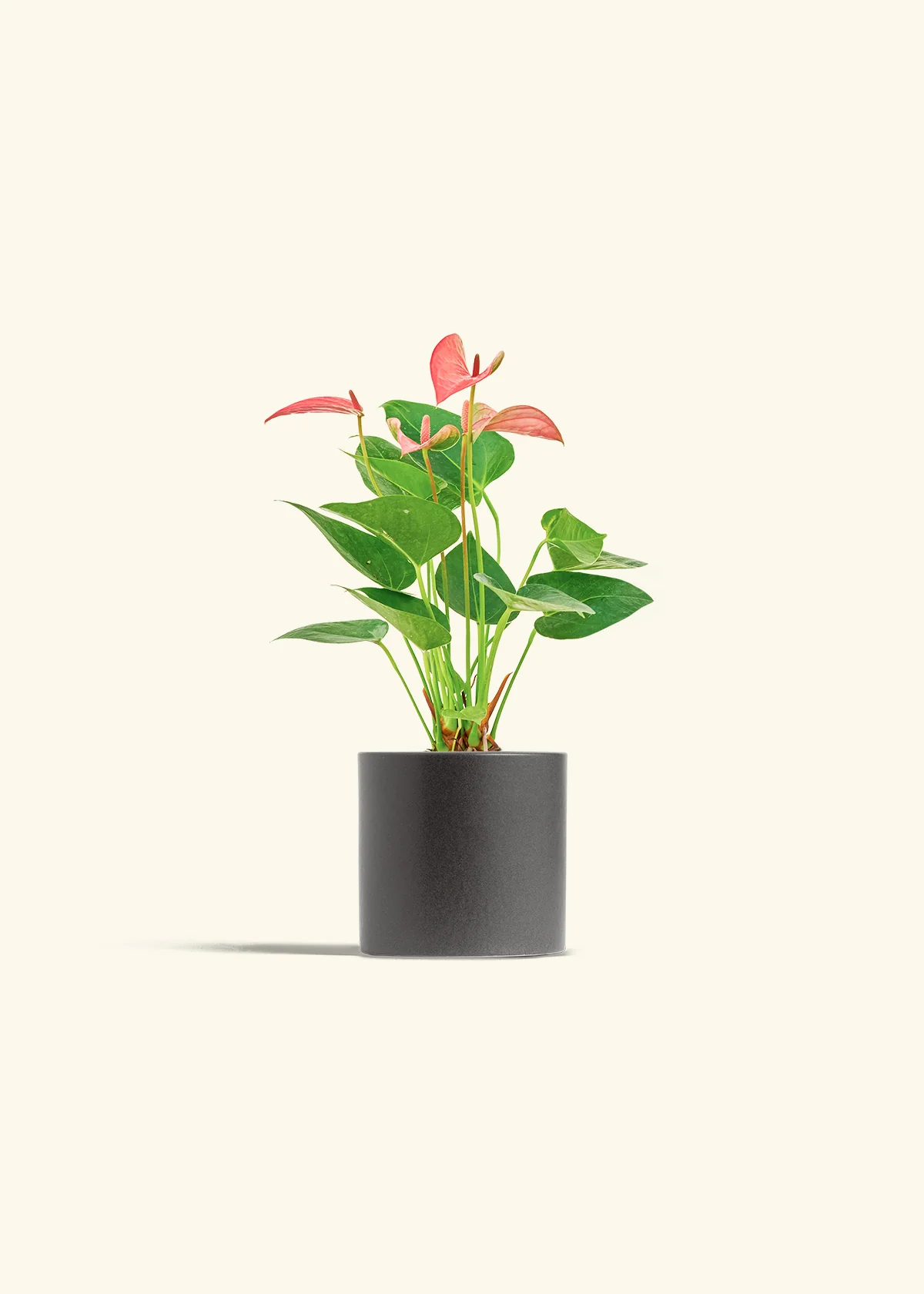 Anthurium 'Pink Flamingo', Small - Image 7
