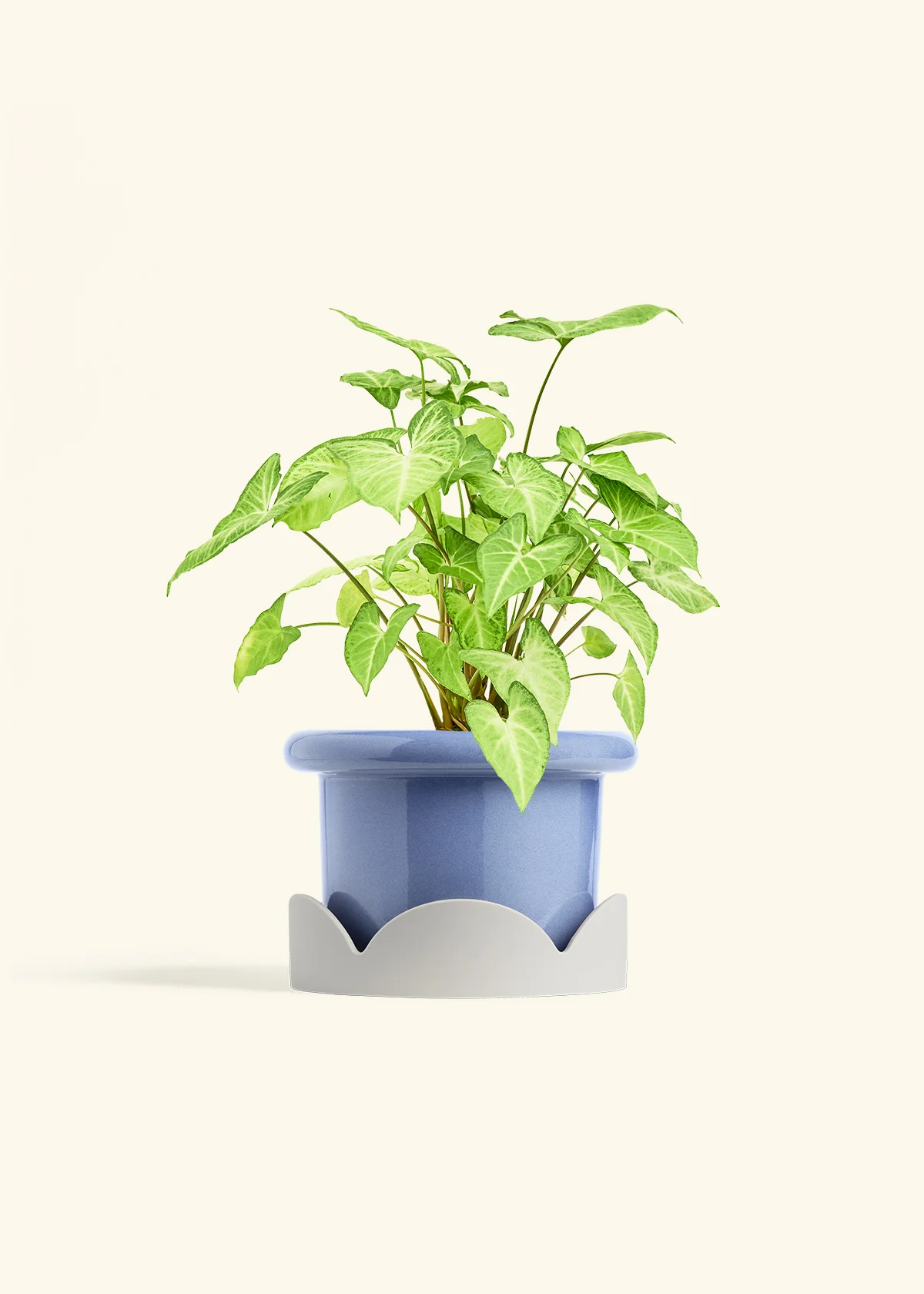 White Arrowhead Plant, Medium - Image 10