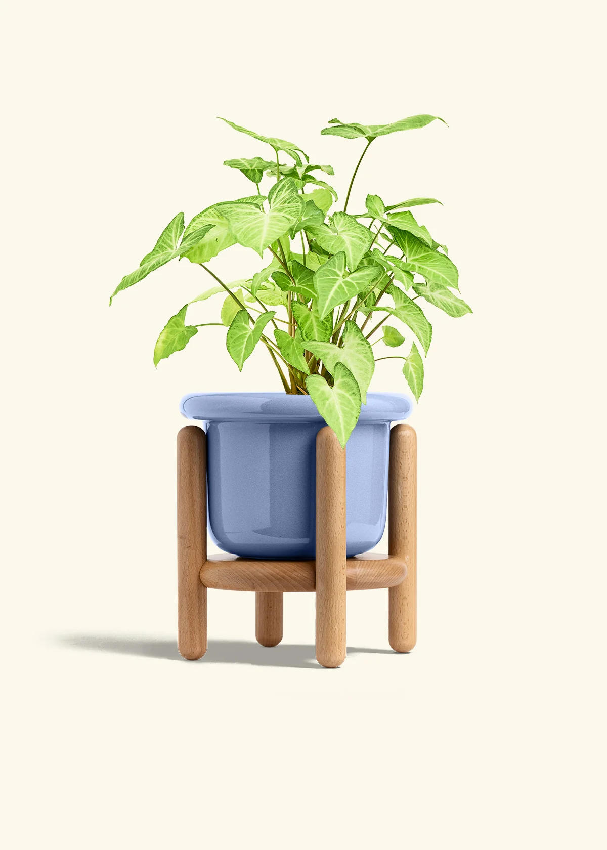 White Arrowhead Plant, Medium - Image 11
