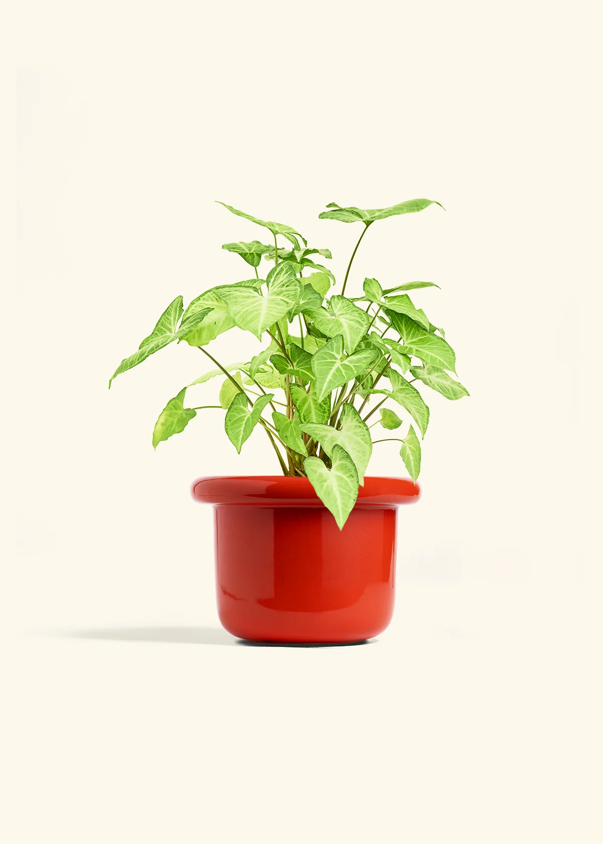 White Arrowhead Plant, Medium - Image 12