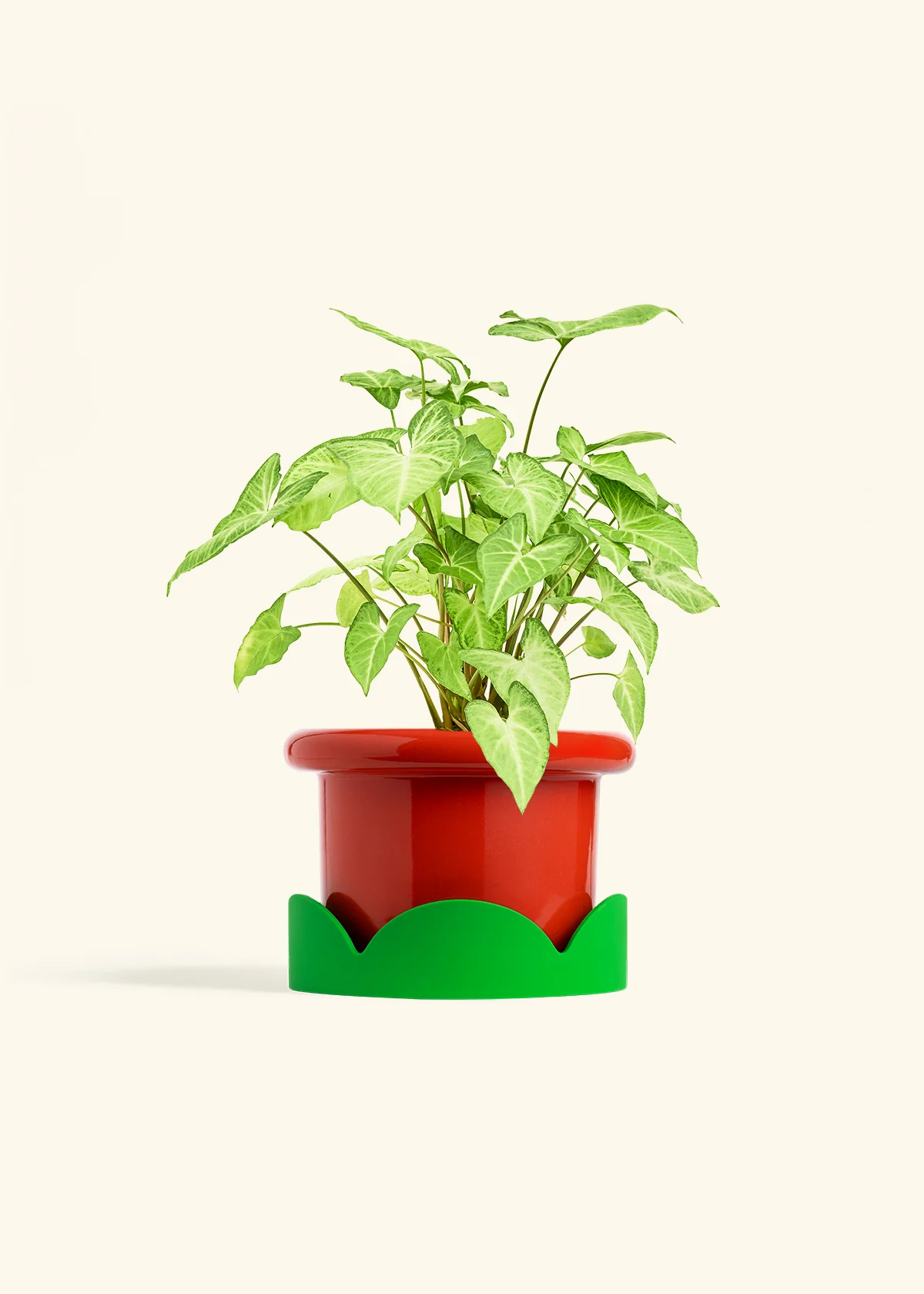 White Arrowhead Plant, Medium - Image 13
