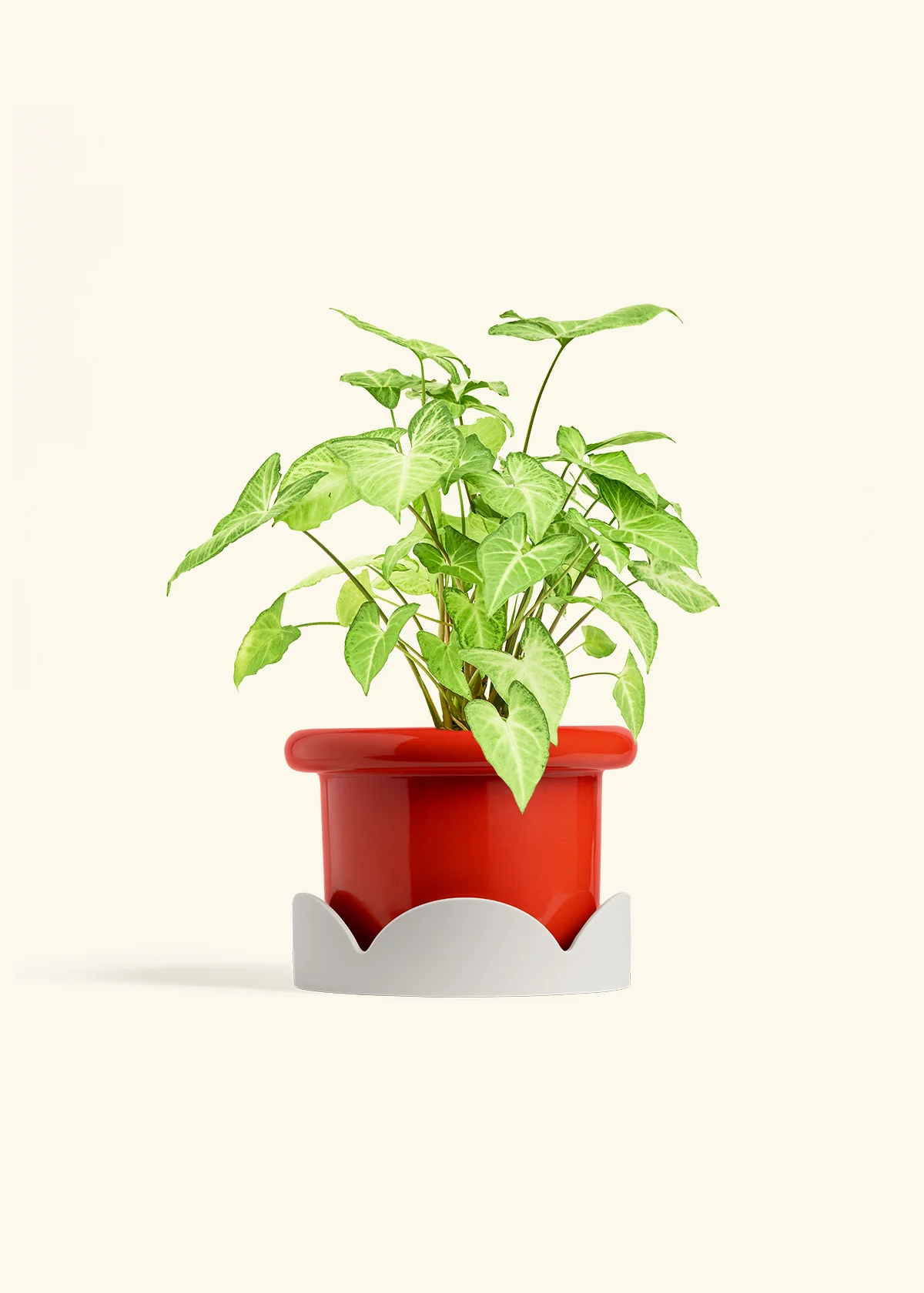 White Arrowhead Plant, Medium - Image 14
