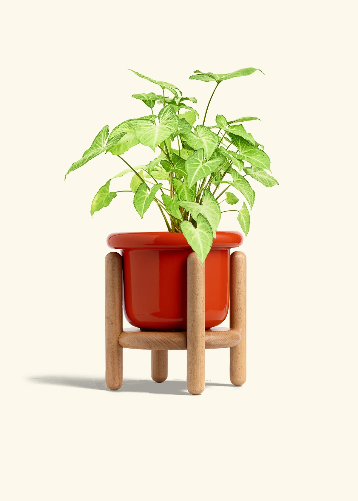 White Arrowhead Plant, Medium - Image 15