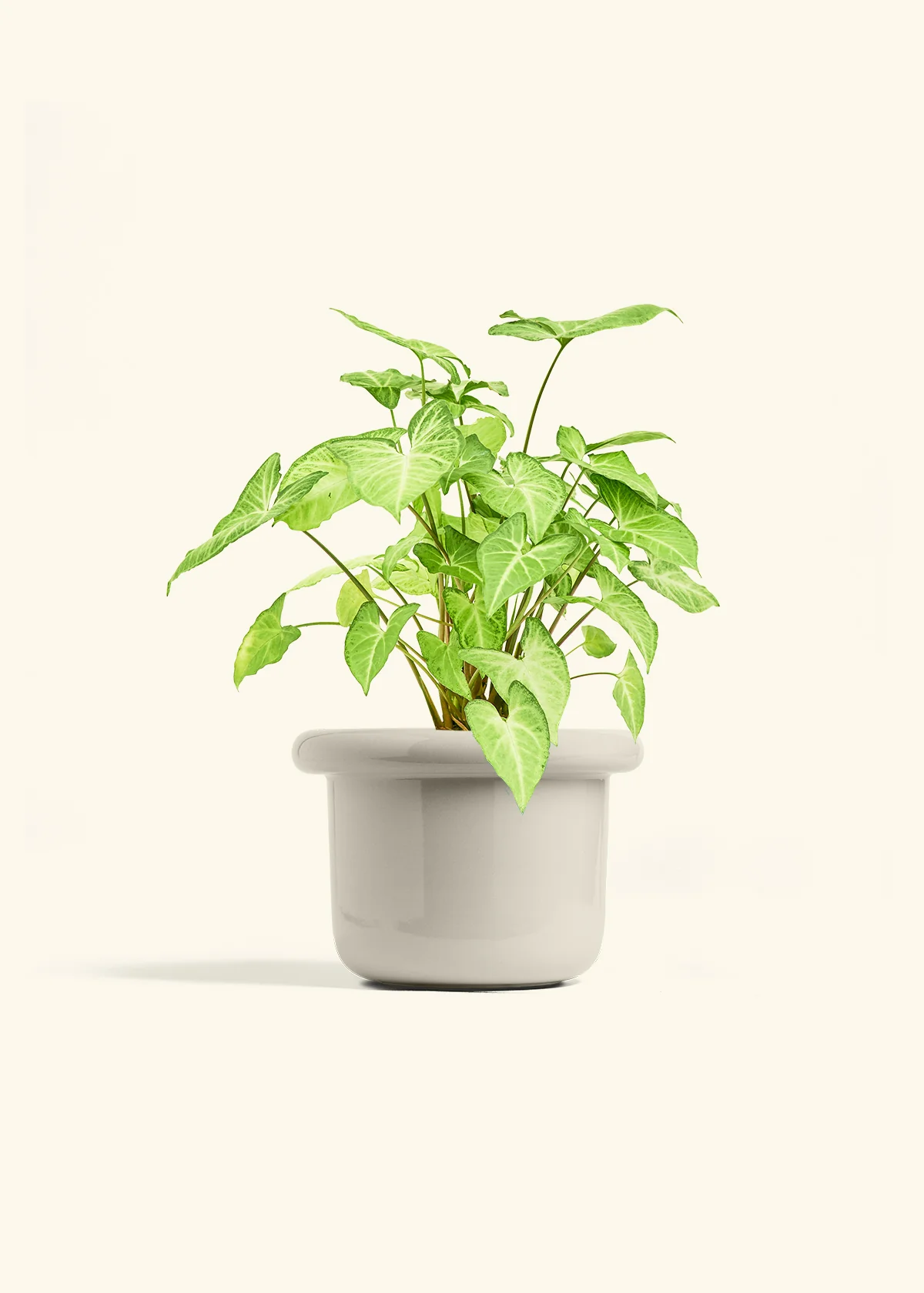 White Arrowhead Plant, Medium - Image 16