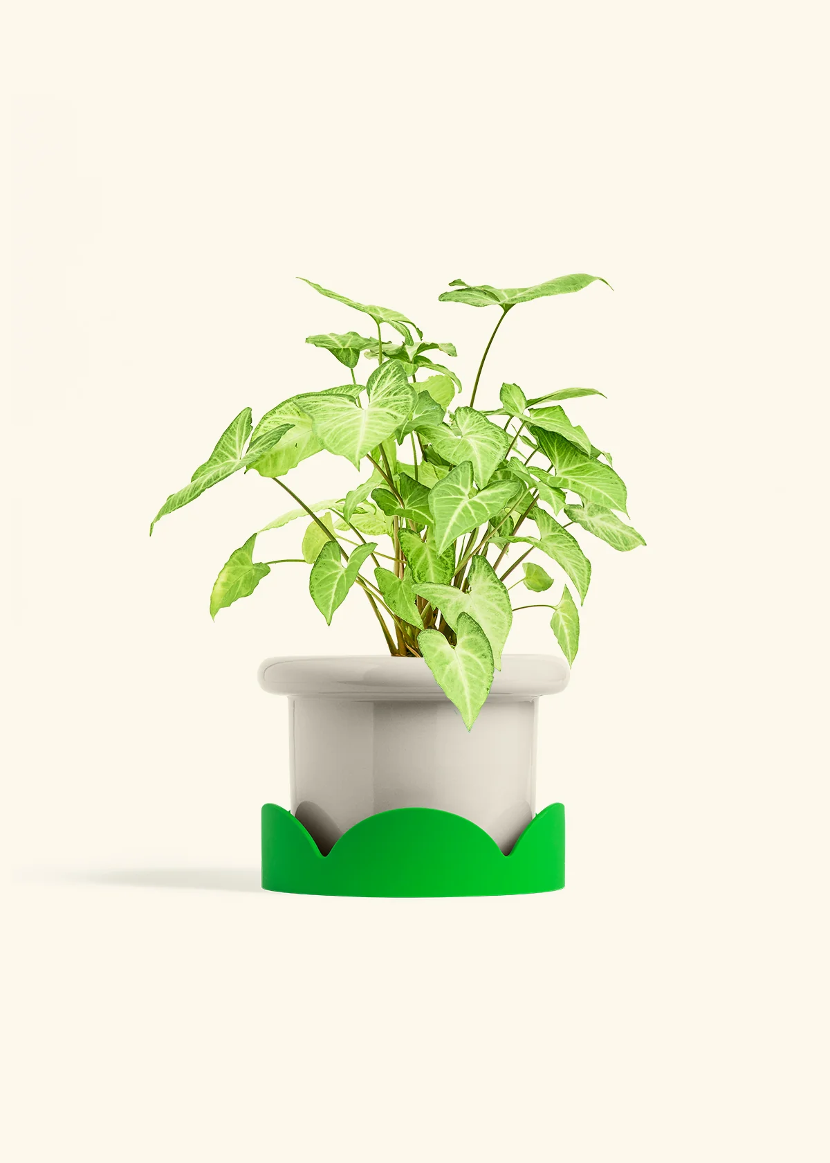 White Arrowhead Plant, Medium - Image 17