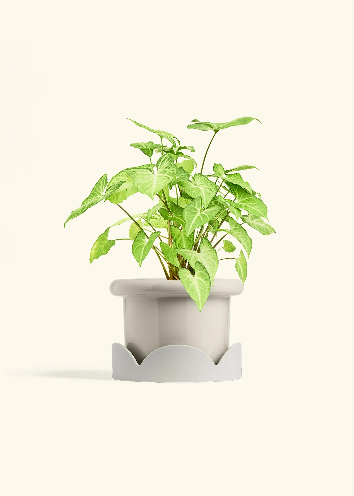 White Arrowhead Plant, Medium - Image 18