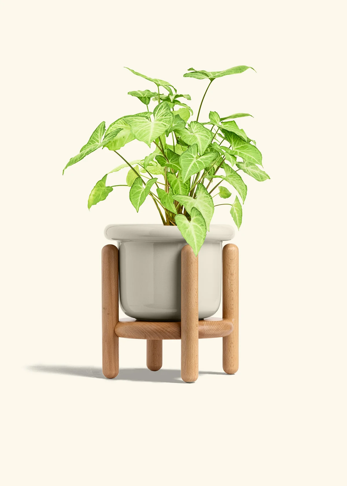 White Arrowhead Plant, Medium - Image 19