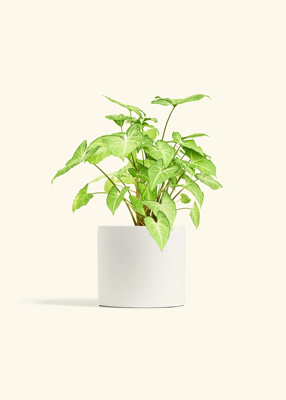 White Arrowhead Plant, Medium - Image 20