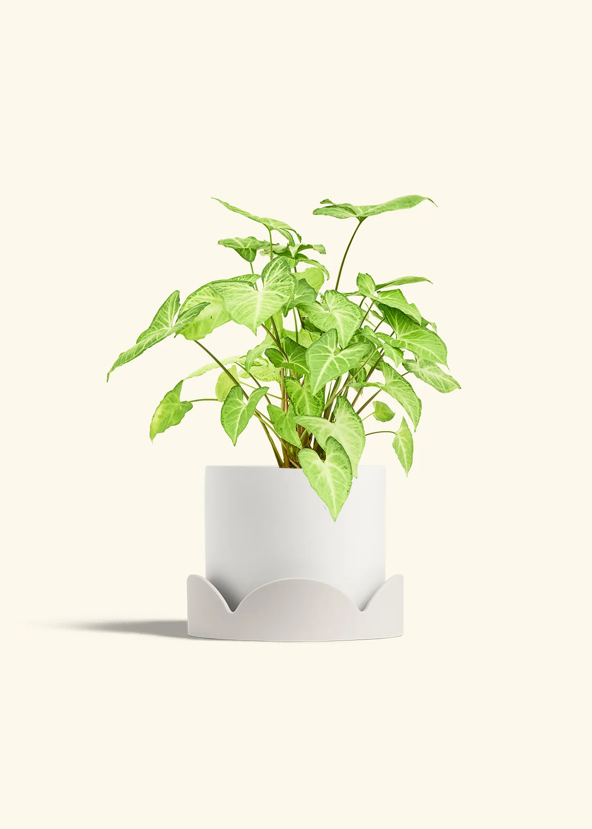 White Arrowhead Plant, Medium - Image 22