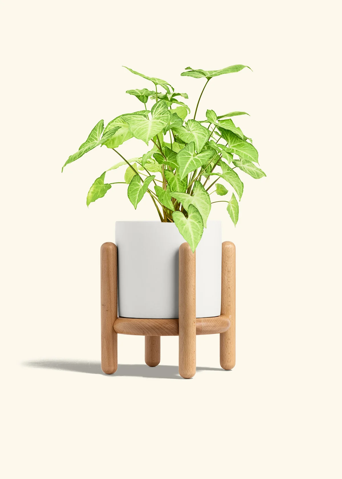 White Arrowhead Plant, Medium - Image 23