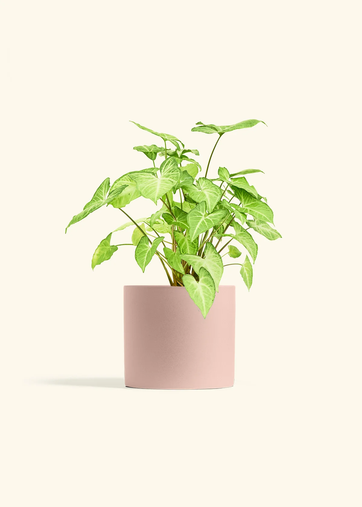 White Arrowhead Plant, Medium - Image 24