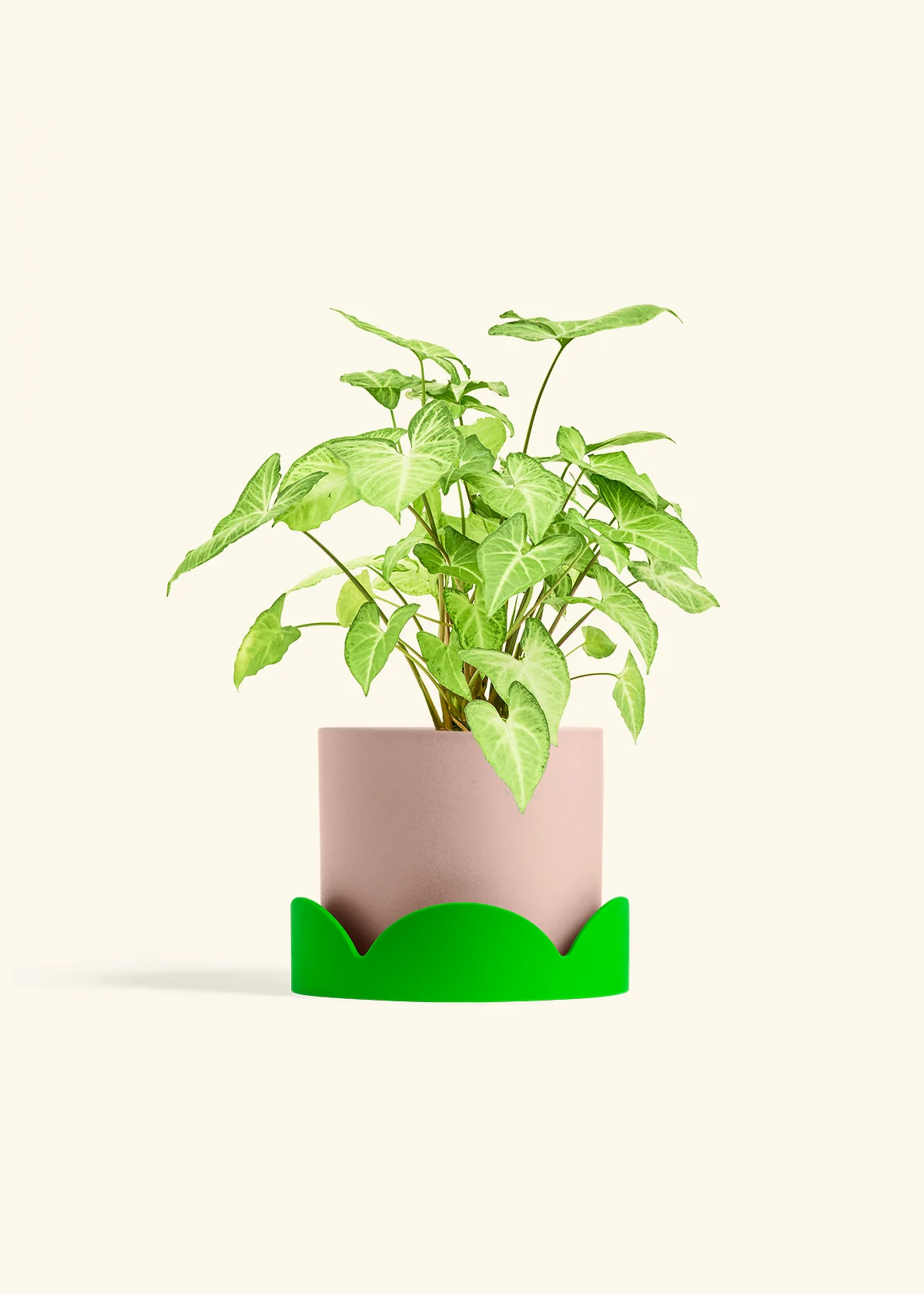 White Arrowhead Plant, Medium - Image 25