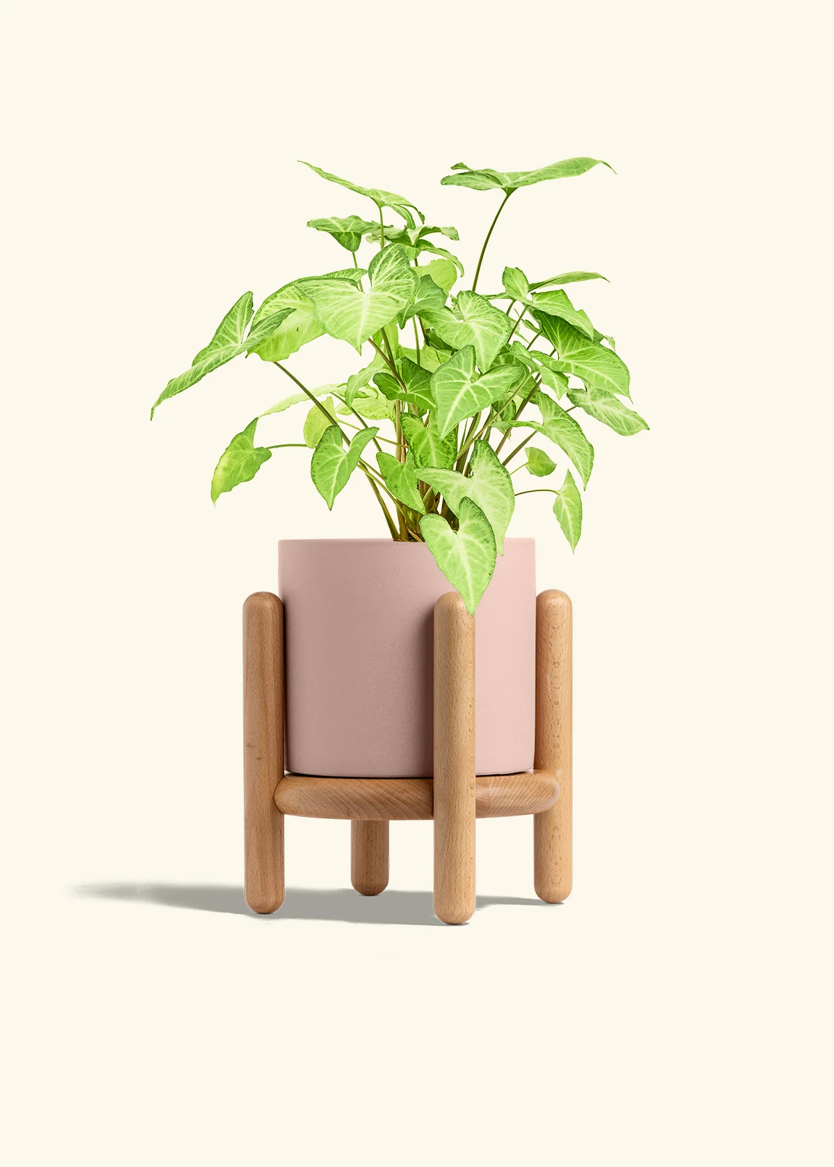 White Arrowhead Plant, Medium - Image 27
