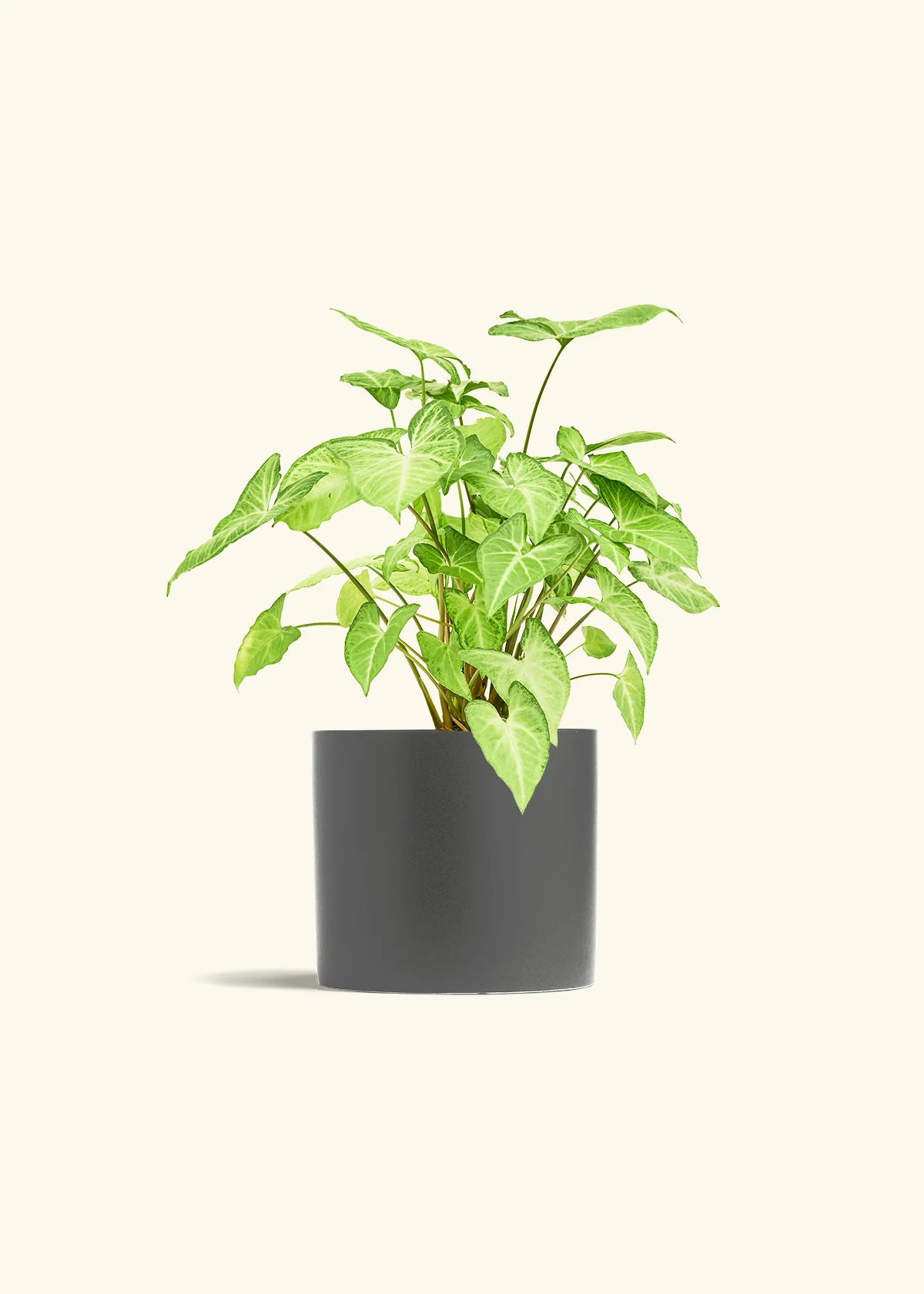 White Arrowhead Plant, Medium - Image 28